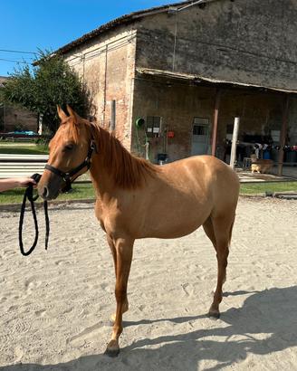 Puledro paint horse 15 mesi