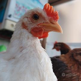 Gallo razza siciliana