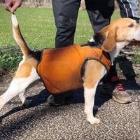 Beagle capo muta sul cinghiale