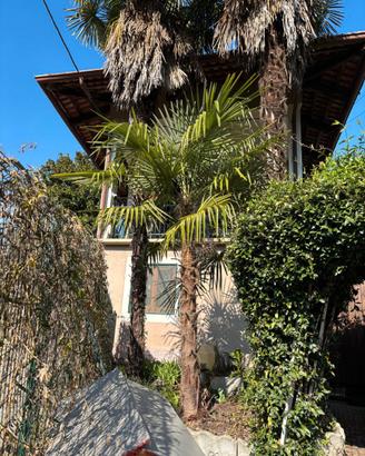 palme interrate