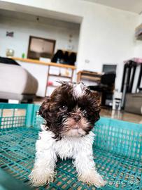 Cuccioli di shih tzu