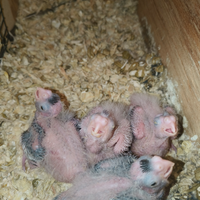 Disponibili pulli da imbecco di calopsite