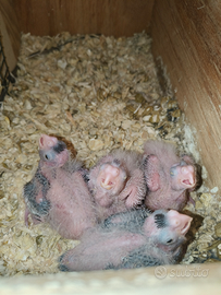 Disponibili pulli da imbecco di calopsite