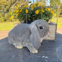 Cucciolo ariete fata perlata blu