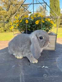 Cucciolo ariete fata perlata blu