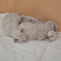 Sacro di birmania cuccioli