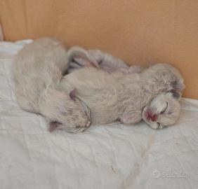 Sacro di birmania cuccioli