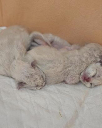 Sacro di birmania cuccioli