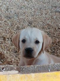 Labrador Retriever cuccioli femmine