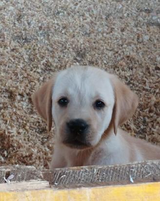 Labrador Retriever cuccioli femmine