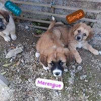 SOS cuccioli - pelosetti meravigliosi