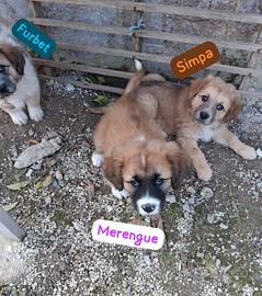 SOS cuccioli - pelosetti meravigliosi