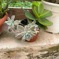 Piantina grassa mista