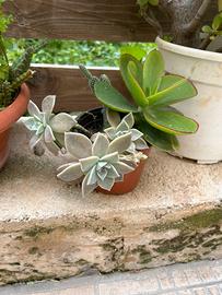 Piantina grassa mista