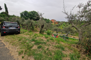 Giucano Uliveto 1500 mq confine strada