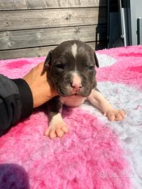Cuccioli di Amstaff con pedigree ENCI