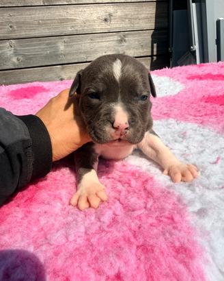 Cuccioli di Amstaff con pedigree ENCI