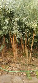 Eucalyptus