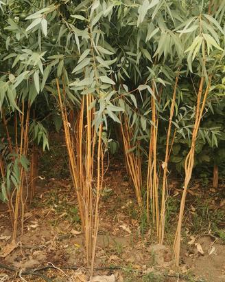 Eucalyptus