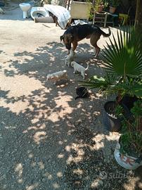 Cuccioli di maremmano e pastore tedesco