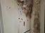 Immagine 9