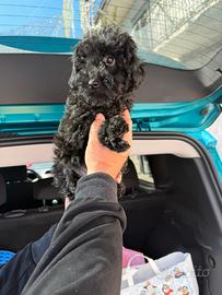 Barboncino Mini Toy black