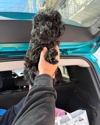 Barboncino Mini Toy black