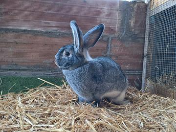 Conigli cincillà grande