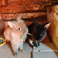 Animali conigli testa di leone