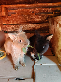 Animali conigli testa di leone