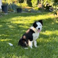 Cucciolo di border collie
