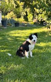 Cucciolo di border collie