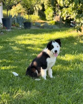 Cucciolo di border collie