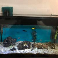 Acquario Askoll pure led - 120 litri