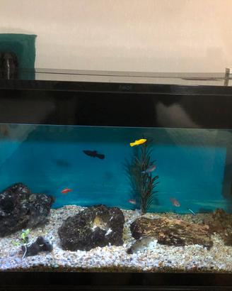 Acquario Askoll pure led - 120 litri