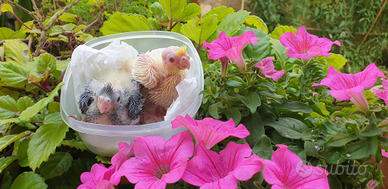 Calopsitte allevate a mano