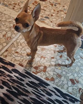 Chihuahua maschio