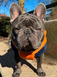 Bulldog francese per monta di ALTISSIMO LIVELLO