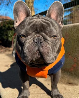 Bulldog francese per monta di ALTISSIMO LIVELLO