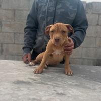 American Pitbull terrier