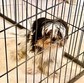 Shitzu Shihtzu Sih Tzu