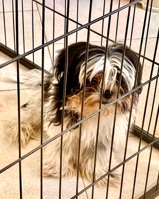 Shitzu Shihtzu Sih Tzu
