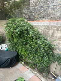 Pianta da giardino