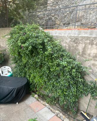 Pianta da giardino