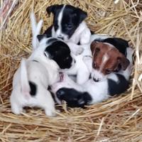 Cuccioli jack russel