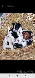 Cuccioli jack russel