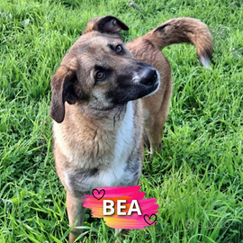 Bea cucciola taglia media