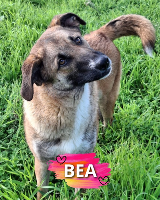 Bea cucciola taglia media