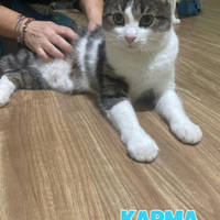 Karma e Miele gatti di due anni