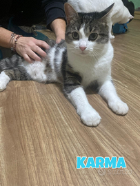 Karma e Miele gatti di due anni